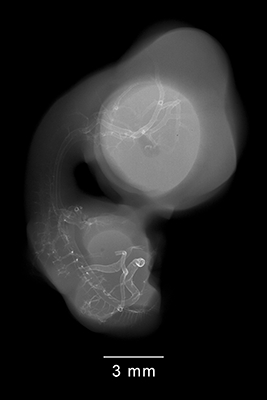 stage 30 chick embryo x-ray